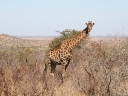 kruger-50