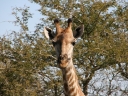 kruger-51