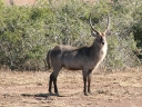 kruger-52