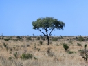kruger-53