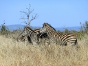 kruger-54