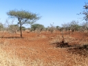 kruger-55