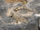 kruger-56
