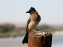 kruger-58