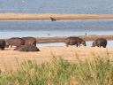 kruger-59