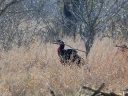 kruger-60
