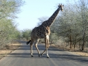 kruger-61