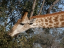 kruger-62
