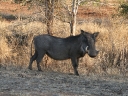 kruger-63