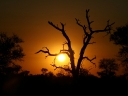 kruger-65