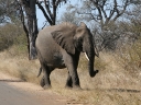 kruger-66