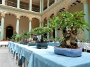 sucre-12