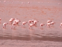 uyuni-11