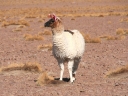 uyuni-20