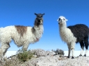 uyuni-41