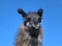 uyuni-42