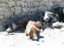 uyuni-60